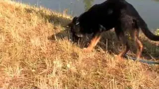 ITC-Dogs introducing