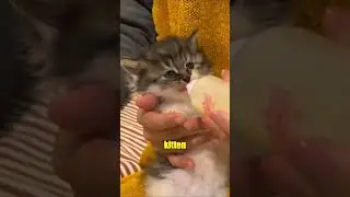 #story #heartwarming #amazing #cat #touchingstory #cute #animals #motherslove #kitten