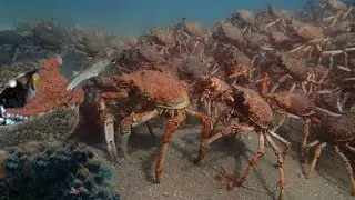 How does the octopus adapt to its environment  ?