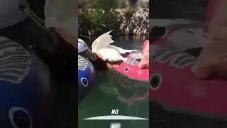 angry goose attacks girls #shorts