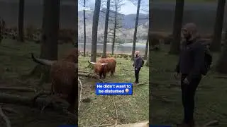 Irritated highland cow attacks hikers