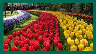 Keukenhof Holland, Lisse 2024 | 75 Years