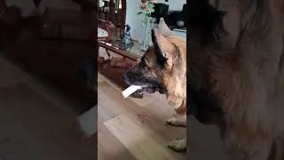 The toy every dog didn&rsquo;t know they needed #FunnyPetToys #DogEntertainment #DogMomEssentials