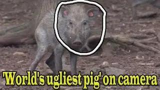 Scientists have captured the first footage of 'World's ugliest pig' on camera