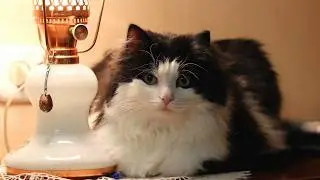 These cats do things that will make you laugh. ElisLife FUNNY CATS  #61.