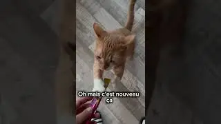 Liquid Snack pour chat #cattv #chat #cat #catvideos #humour #animaux #chaton #pets #catlover #funny