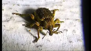 Hypera zoilus syn  H  punctata   The clover leaf weevil