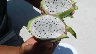 cosechando y probando pitahaya variedad esmeralda