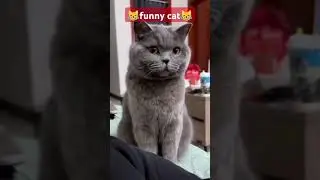 Funny cute cat compilation #FunnyCats #CatLovers #CuteCatCompilation #PlayfulKitten