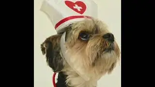 cute baby dog cute animals#shorts#ICSTV24