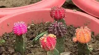 ADVT BY RAQIA ADVERTISING FOR DEPTT OF FLORICULTURE GOVT OF J&K