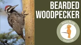 Bearded Woodpecker #birds #africanbirds #birdwatching