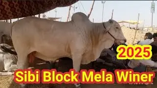 2025 Ka Mela Winner Sibi Bell #2025 #cow #mandi
