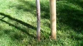 (80) Lawn Trees