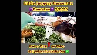 [07 Feb 2025] Jaggery Offering to Gomata