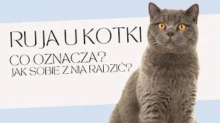 Ruja u kotki &ndash; co oznacza i jak sobie z nią radzić?