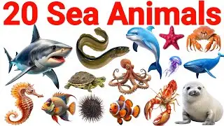 20 समुद्री जानवरों के नाम सीखें | 20 Sea Animals Names in English for Kids Vocabulary Learning