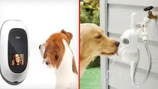 10 Useful Gadgets for pets!!! - COOL Pet Technology