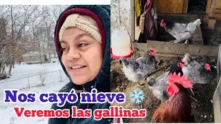 🤔SE NOS HABRÁ CONGELADO LAS GALLINAS CON LA NIEVE🥶❄️// amaneció nevando.