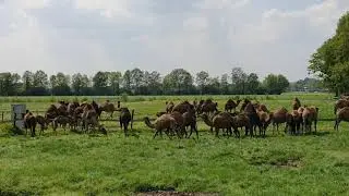 Melkdieren en kalfjes in de wei