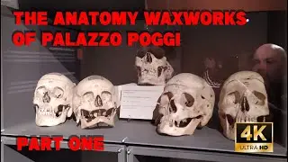 The anatomy waxworks of Palazzo Poggi, part one