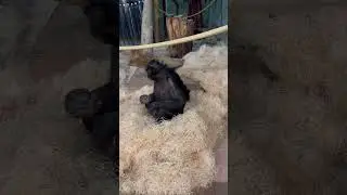 Playtime before bed #baby #bonobo #ape #zoo #animals