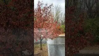 It&rsquo;s raining 🌧️ #nature #song #travel #discoveringcanada #fallcolors #montreal #music #autumn