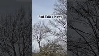 Red Tailed hawk sitting m branch
