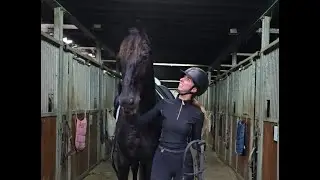 Stal Okkema's Hammelton - Gerben x Mintse - Gelding - 2018 - 1.69m