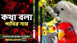 Top 20 Beautiful Birds Name & Facts | Exotic Colorful Parrots Information