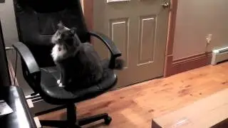 moth hunters