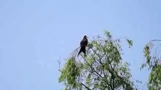 コグンカンドリ  ( Lesser Frigatebird )