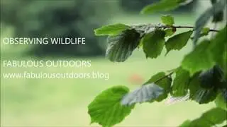 Observing Wildlife - Fabulous Outdoors