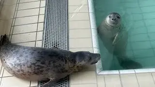 Grey seal pups and common seal pups at Zeehondencentrum Pieterburen 25.03.2023