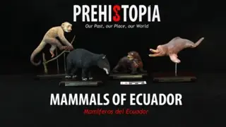 MAMMALS OF ECUADOR