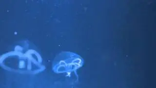 Eirene lacteoides.コブエイレネクラゲ。