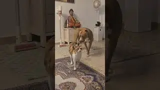 Loki and Viki #dog #cat #pitbull #americanbully #bull #gameplay #dogs