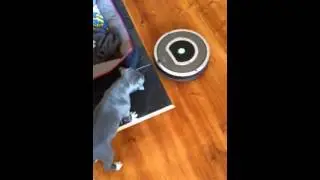 Staffy fighting roomba barking