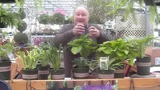 What are all the things I need to know about Hosta plants?
