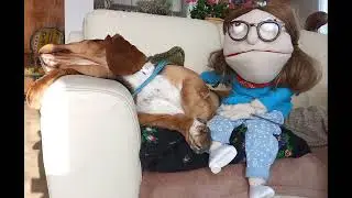 Psi smuteczek ❤️dla dzieci Justynka i Henio