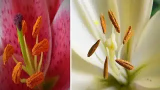 Structure of Stamen| Microsporangium | Microsporogenesis | SEXUAL REPRODUCTION IN FLOWERING PLANTS