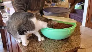 Cats Stealing Food