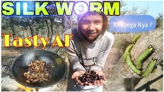 Silk Worm 🐛 Dry Fried | In Farm