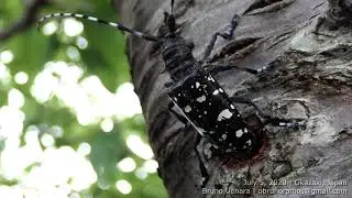 Chinese longhorn beetle in Japan | Anoplophora sp.