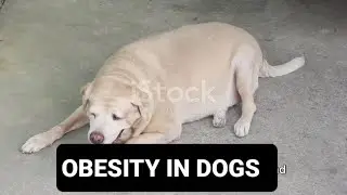 The Dangers of Obesity in Dogs and How to Prevent It