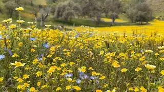 Shell Creek Road Wildflowers | April 7, 2023