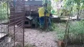 Serbia's Forgotten Paws - Nis Shelter