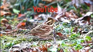 カシラダカ♂冬羽 鳴き声Call