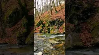 Restore your nervous system 🌿 Relaxing music and nature sounds for a deep sleep