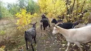 Для начинающих козоводов.